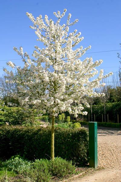 Malus 'Evereste' Malus 39Evereste39 Apple Crab Tree Shrub Majestic Trees