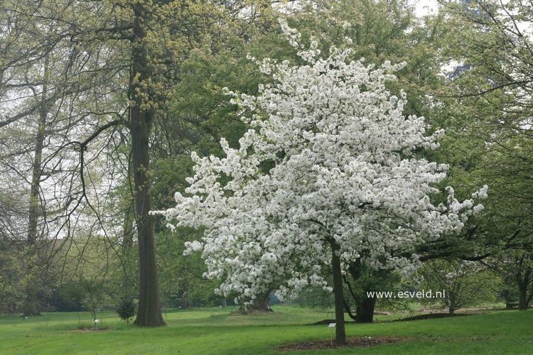 Malus 'Evereste' malus evereste Sk p Google Garden design Pinterest Search