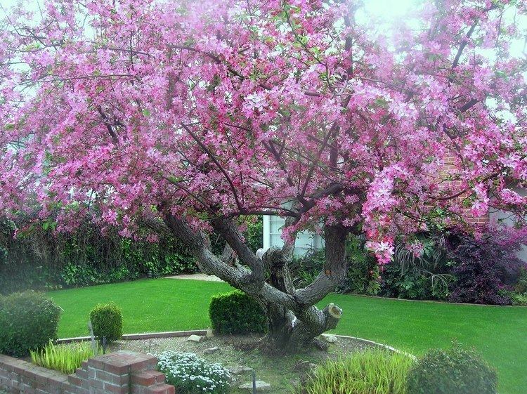 Malus floribunda Malus Floribunda crab apple Yalca Fruit Trees