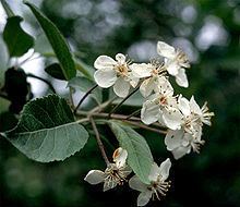 Malus fusca httpsuploadwikimediaorgwikipediacommonsthu