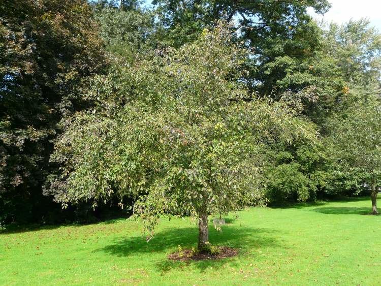 Malus fusca Malus fusca Raf CK Schneid Oregon crab apple