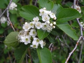 Malus fusca Washington Native Plant Society Starflower Image Herbarium