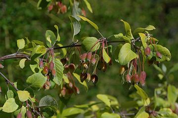 Malus fusca fusca