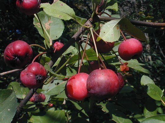 Malus prunifolia with red fruits