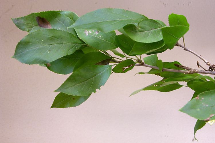 Leaves of a Malus prunifolia