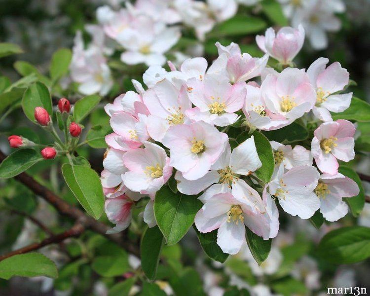 Malus prunifolia's pinkish-white flowers
