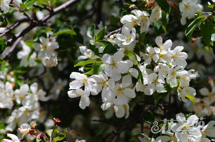 Malus rockii wwwcnhuanetuploadsallimgc1409011409503B012W0