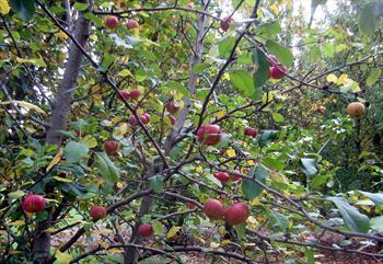 Malus sieversii Malus sieversii crab apple trees for sale Buy online Friendly advice