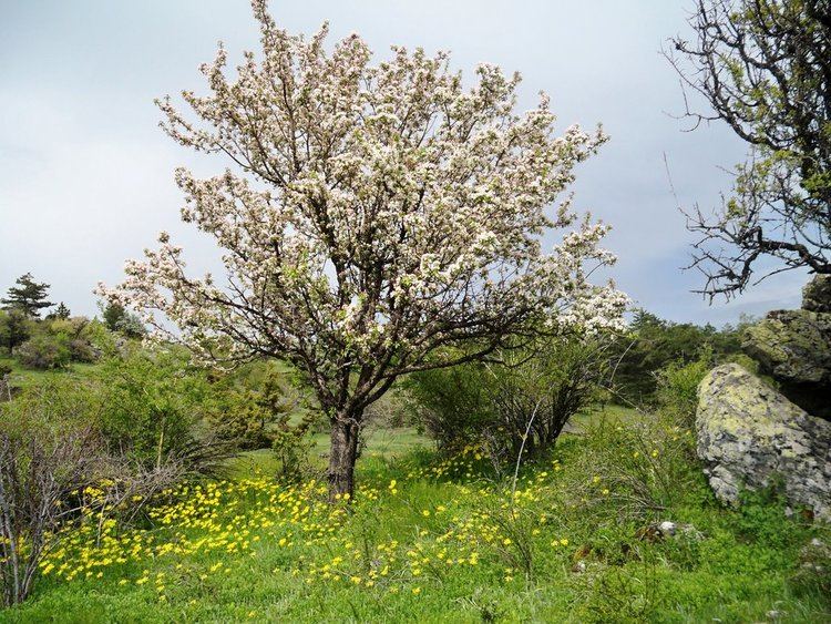 Malus sieversii Panoramio Photo of Wild Sour Apple Malus Sieversii