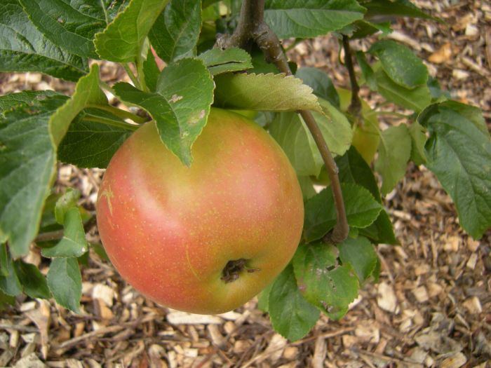 Malus sieversii Apple weekend Botanics Stories