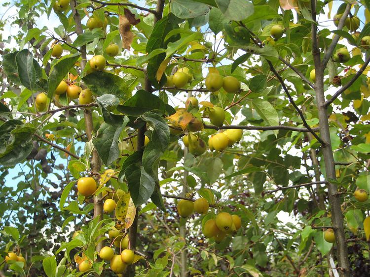 Malus sylvestris Crab Apple Malus Sylvestris Chew Valley Trees