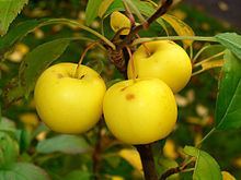 Malus sylvestris httpsuploadwikimediaorgwikipediacommonsthu