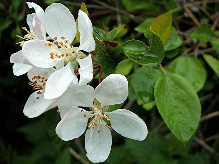 Malus sylvestris Crab Apple Malus sylvestris NatureSpot