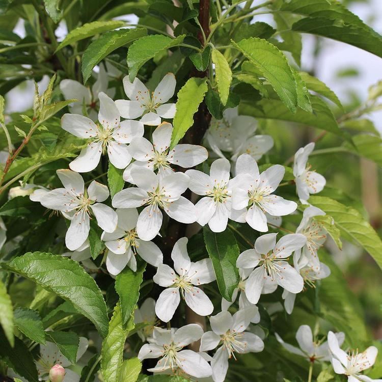 Malus transitoria Malus transitoria Crab Apple Tree Mail Order Trees