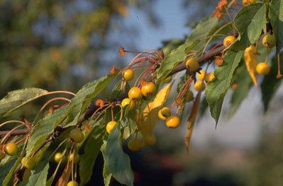 Malus transitoria Malus transitoria cutleaf crabappleRHS Gardening