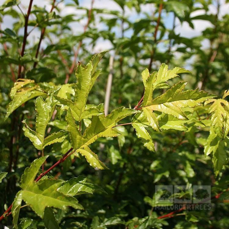 Malus transitoria Malus transitoria Crab Apple Tree Mail Order Trees