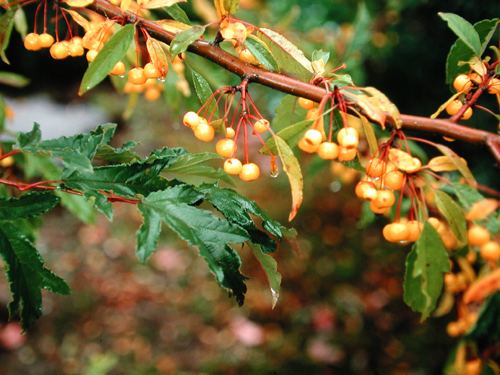 Malus transitoria View Plant Great Plant Picks