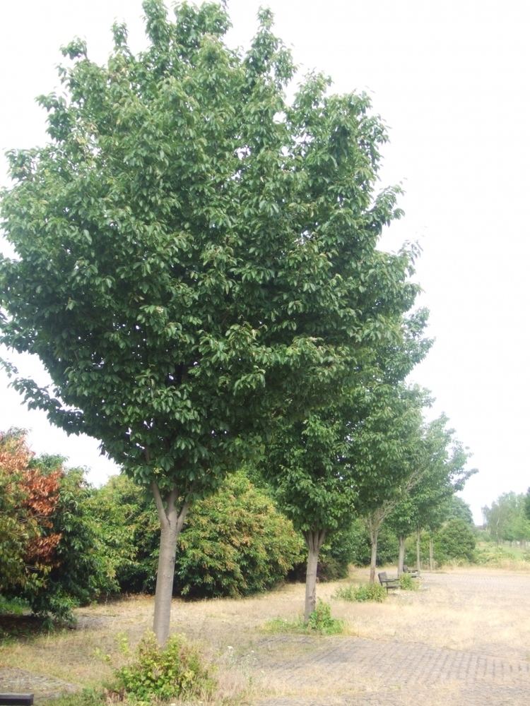 Malus tschonoskii Arbornet Quality Advanced Trees