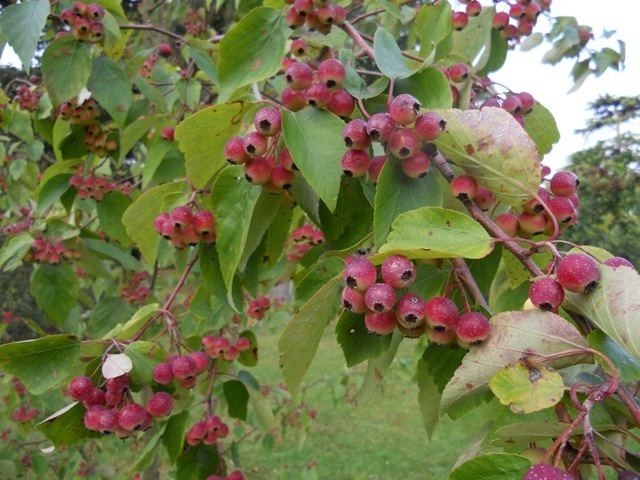 Malus yunnanensis Talking Plants Wiggen fruit but no witches in Kew Gardens
