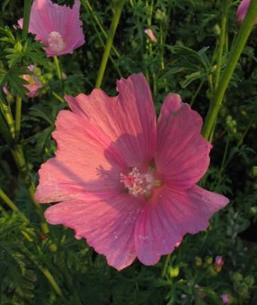 Malva alcea Malva alcea