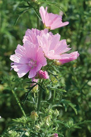 Malva alcea Malva alcea 39Fastigiata39 Hollyhock Mallow from Riverbend Nursery