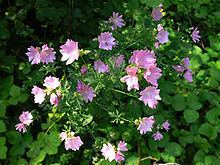 Malva alcea httpsuploadwikimediaorgwikipediacommonsthu