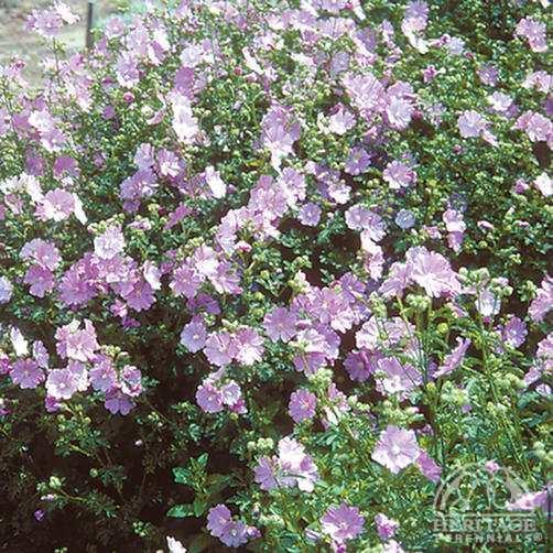 Malva moschata Plant Profile for Malva moschata rosea Musk Mallow Perennial