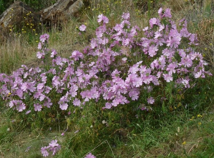 Malva moschata Muskmallow Malva moschata NatureSpot