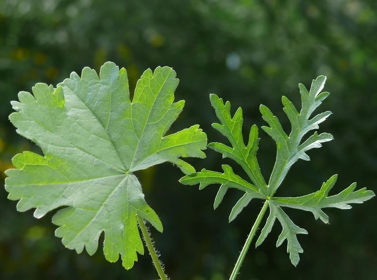 Malva moschata Musk Mallow Malva moschata Flowers NatureGate