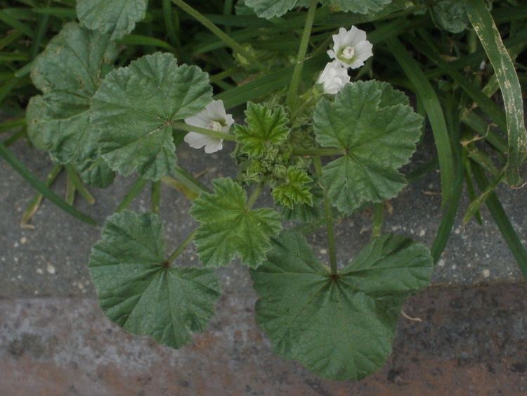 Malva parviflora Weeds to Remedies Cheeseweed aka Malva parviflora Carolinas