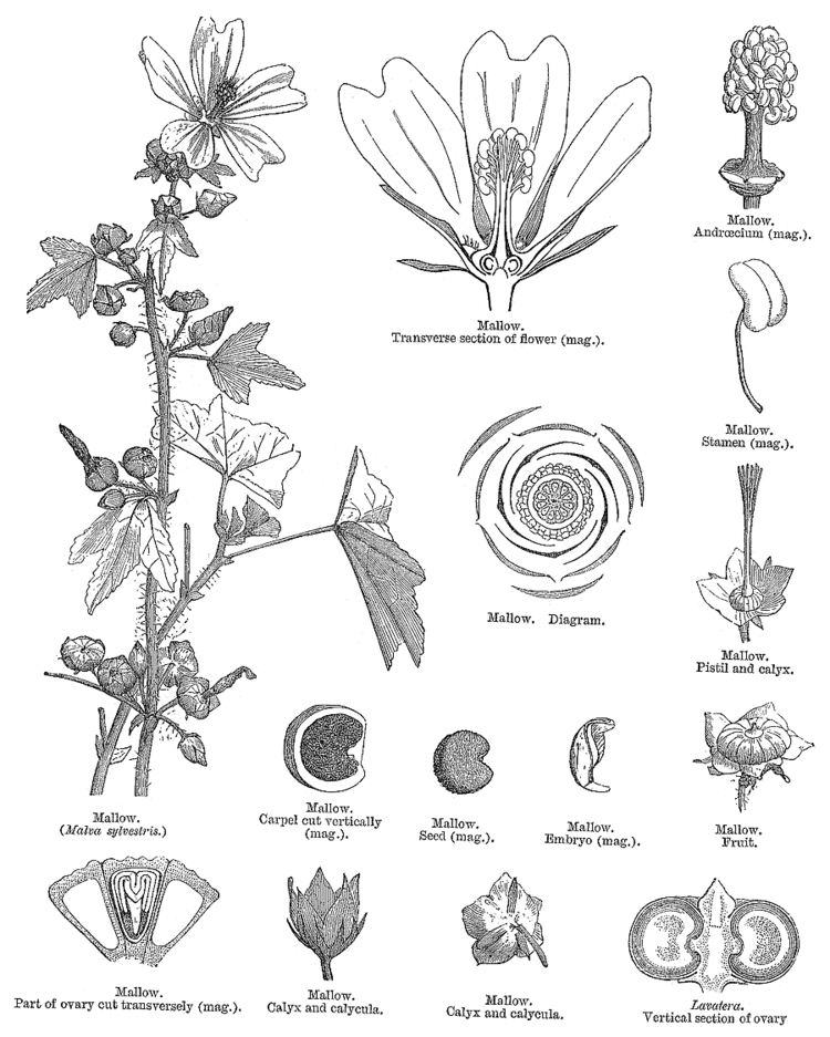 Malvaceae Angiosperm families Malvaceae Juss