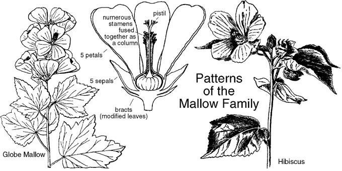 Malvaceae Malvaceae Mallow Family Identify plants flowers shrubs trees
