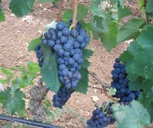 Malvasia Malvasia Wine Information