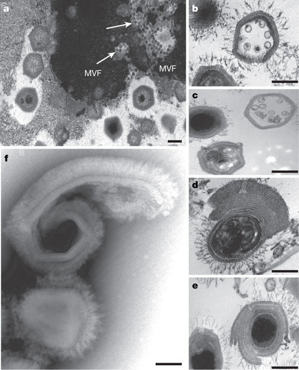 Mamavirus The virophage as a unique parasite of the giant mimivirus Article