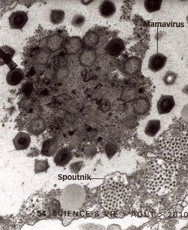 Mamavirus Plante GAA gt Microbiologie gt Virologie gt Biologie gt Mimivirus
