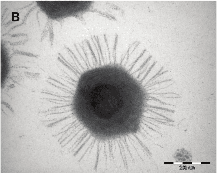 Mamavirus Size matters Life is Live Byte Size Biology