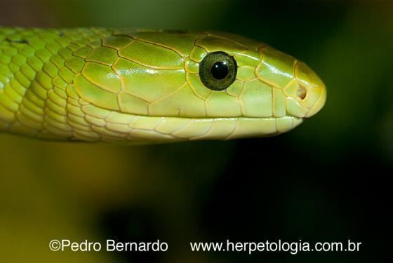 Mamba Dendroaspis angusticeps The Reptile Database