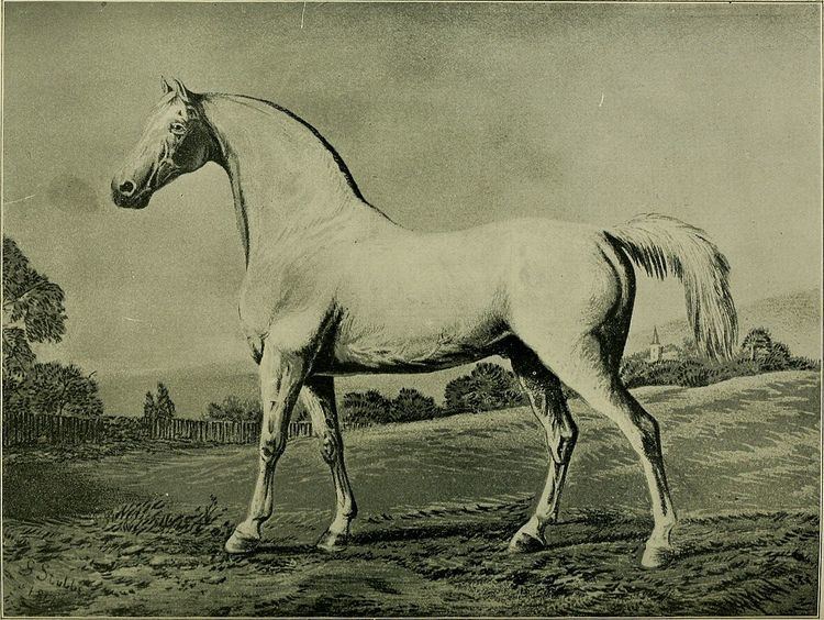 Mambrino (horse)
