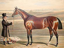 Mameluke (British horse) httpsuploadwikimediaorgwikipediacommonsthu