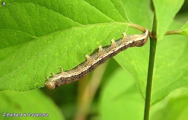 Mamestra configurata Nature Search BERTHA39S ARMYWORM MOTH Mamestra configurata