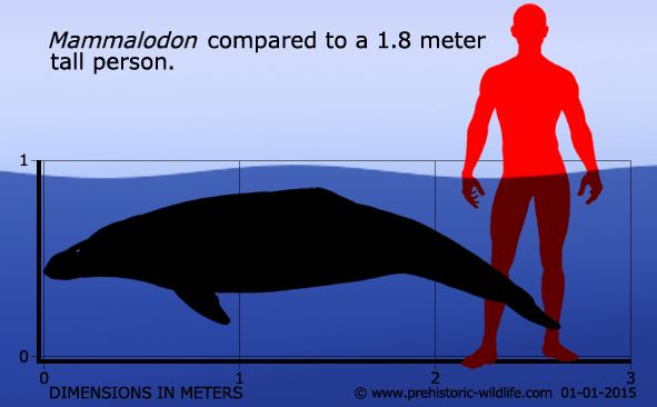 Mammalodon Mammalodon