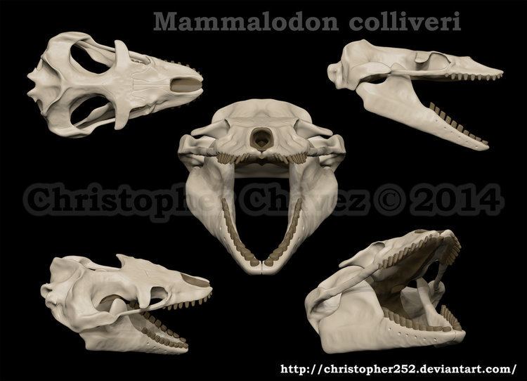 Mammalodon mammalodon DeviantArt