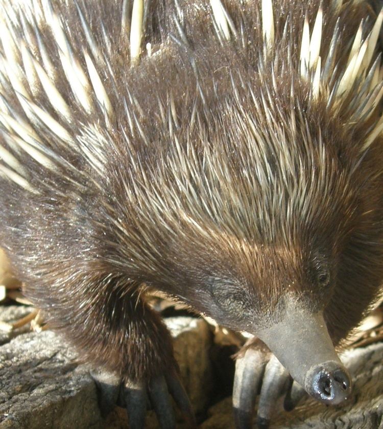 Mammals of Australia - Alchetron, The Free Social Encyclopedia