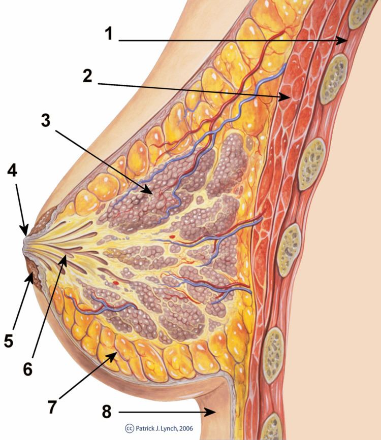 Mammary alveolus