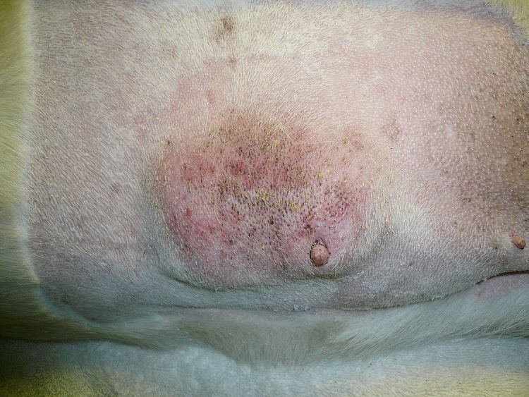 Mammary tumor