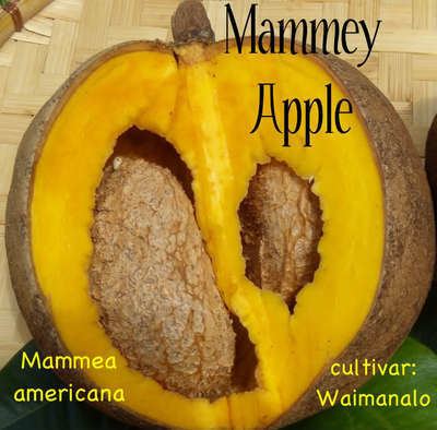 Mammea americana Polynesian Produce Stand MAMEY APPLE Mammea americana RARE FRUIT