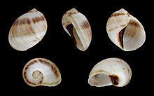 Mammilla (gastropod) httpsuploadwikimediaorgwikipediacommonsthu