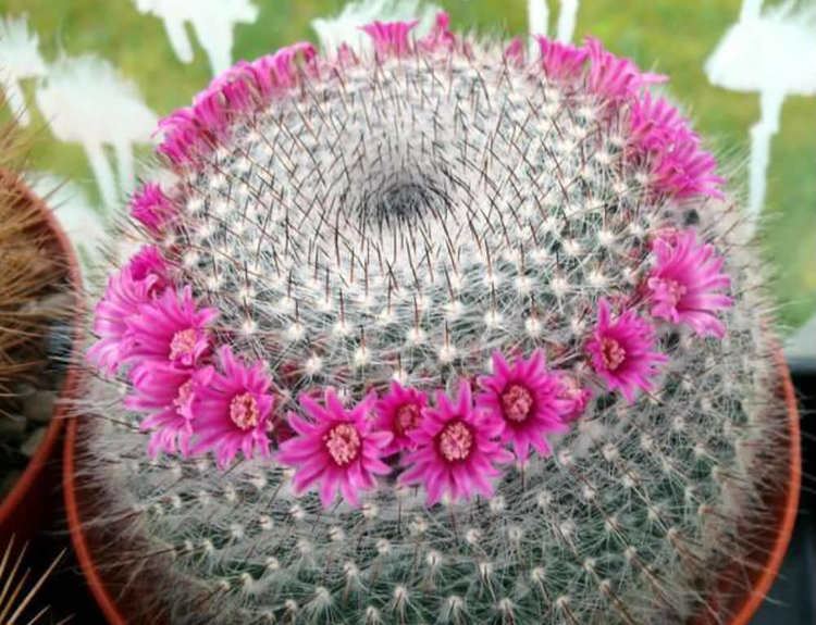 Mammillaria Mammillaria hahniana Old Lady Cactus World of Succulents