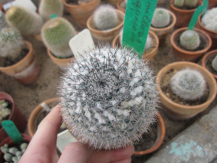 Mammillaria Mammillaria Plant Care Tips The Ultimate Guide