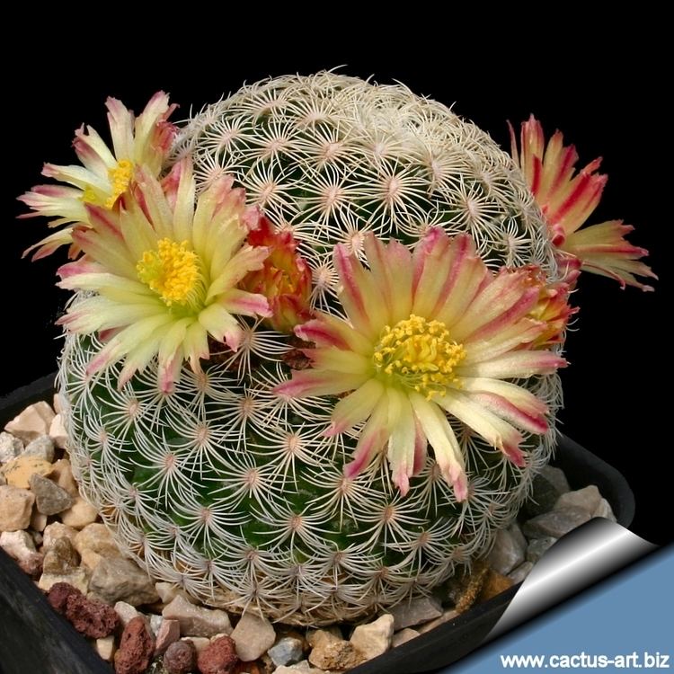 Mammillaria Mammillaria solisioides